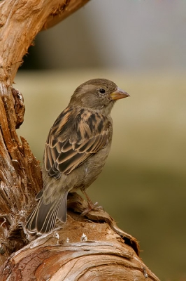 Afgelopen zaterdag een leuke dag gehad bij de vogelbescherming, ik raakte erg geinteresseerd in digiscoping.
Ik maak veel foto's en ook natuurlijk van vogels, deze huismus vind ik zelf heel mooi en in het bijzonder omdat hij hier haast niet voorkomt in de wijk