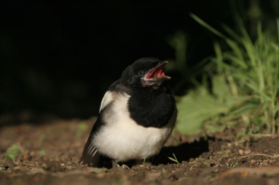 Nest??? Ik zit al laaaaang niet meer in een nest.. tssss. nest.. pfff..

Deze zat lekker te zonnebaden en later zag ik nog een tweede van tak naar tak hupsen door het struikgewas. 
Niet gecropped, niet bewerkt, save for web.