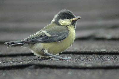 Juveniele Koolmees juist uit nestkast, eerste vleugelslagen waren gelukt! Nu effe uitrusten.