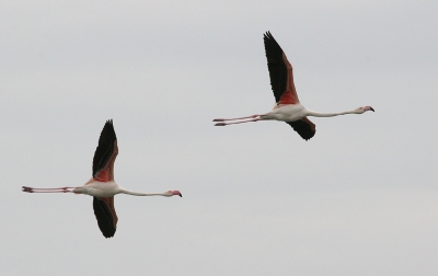 Het is maar lastig om de flamingo's te fotograferen op Lesbos, deze kwamen gelukkig mooi over gevlogen.
Helaas was het bewolkt op deze dag.
Canon Eos 20D en Canon 100-400mm.