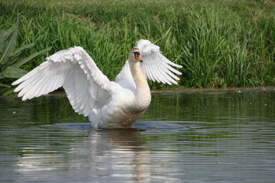 Deze Knobbelzwaan strekte eventjes mooi de vleugels voor de foto.

Uit de losse hand genomen met 30D en Sigma 50-500 @ 500 mm
