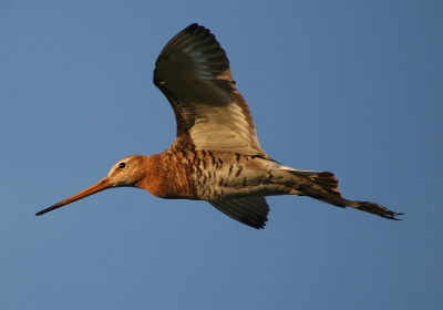 Met de laagstaande zon nog even een poging gedaan om wat vogels op de gevoelige sensor vast te leggen. Deze grutto is goed gelukt al zeg ik het zelf.

Uit de losse hand genomen met 30D en Sigma 50-500 @ 500 mm, 1/800 sec, F/6.3, iso-400