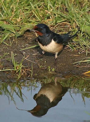 Ben met rujo naar de zwaluws geweest, en heb deze uitgekozen vanwege zijn mooie spiegelbeeld.