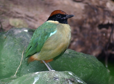 <i class='fa fa-user'></i> Pieter van den Hooven | Australische Pitta  <i class='fa fa-eye'> 583</i>   <i class='fa fa-comment-o'> 3</i>