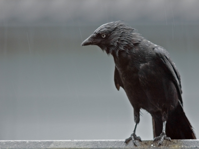 regen, regen en.... tja ik zeg maar niets meer