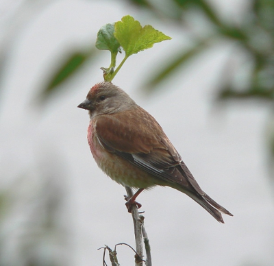 Vanuit de hut kijkend naar de o.a. de Zwarte sterns en visdiefjes hoorde ik een Kneutje zingen buiten de hut. Rustig naar buiten gegaan zonder camera (hoezo dom). Hij zat vlakbij en bleef rustig zitten. Snel geprobeerd om de camera te pakken en weg was hij. Een tijdje later hoorde ik hem opnieuw. Nu wel naar buiten gegaan met de camera, en ja hoor, opnieuw op de zelfde plek.