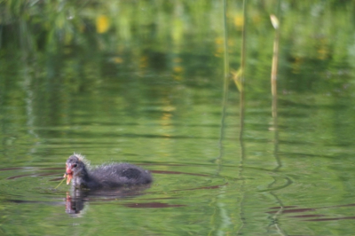 Meerkoet jong