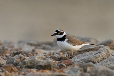 Canon EOS 20D, Canon EF 600mm f/4L IS USM + EF 1.4x II