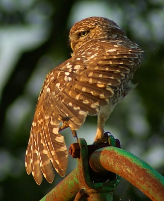 Foto gemaakt vanuit een schuiltentje bij een landbouwer op het erf.
Nikon D70; Nikon Nikkor 70-300 mm.