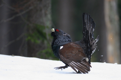Canon EOS 20D, Canon EF 600mm f/4L IS USM
