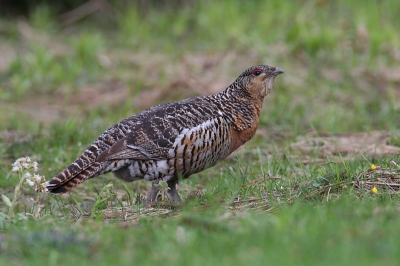 Canon EOS 20D, Canon EF 600mm f/4L IS USM + EF 1.4x II