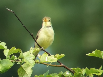 <i class='fa fa-user'></i> Marcel van der Tol | Orpheusspotvogel  <i class='fa fa-eye'> 454</i>  <i class='fa fa-thumbs-up'> 4</i>   <i class='fa fa-comment-o'> 0</i>