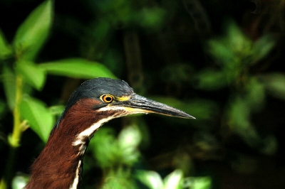 This bird was very relaxed with me and exhibited some incredible behavior
Shot with Nikon D50, 500mm Reflex Nikkor