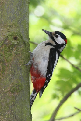 Canon EOS 20D, Canon EF 600mm f/4L IS USM + EF 1.4x II