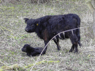 Galloway met kalf, grazend langs de meanderende rivier de worm