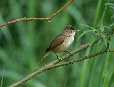 Heeeeeeel even zat die in de boom. Niet 100% scherpte maar acceptabel volgens mij.

Minolta 7D + Minolta AF 400mm APO G f 4,5 + Minolta 1,4x converter type I