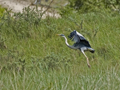 Vanmiddag in de duinen met mijn sigma 150mm macro lens liep ik uit te kijken naar insecten en bloemen, tot plotseling deze reiger uit het struikgewas omhoog kwam toch maar een foto genomen, vond hem toch wel mooi vanwege de biotoop :)