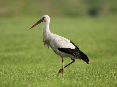 Eind maar de ooievaar bij het ooievaars net gezien, tot op heden geen paartje op het nest. Maar vrijdag jawel een paartje op het nest. Deze zat een een eindje verop naar eten te zoeken. Het blijven mooie vogels.
1/1000 sec at F4,5 iso 400 + 1 EV
Nikkor AF-I 600=F4