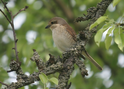 Deze juv. Klauwier gemaakt op onze reis naar polen.
Best wel een lastige vogel om te fotograveren.