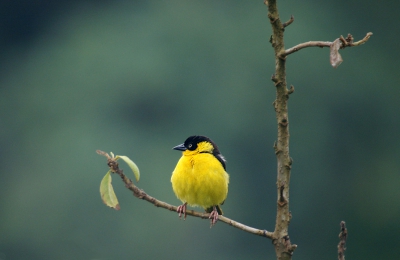 Na lang sporen op internet toch ontdekt dat dit het vrouwtje van de Baglafecht is....
Denk je eens in....'s morgens vroeg om 7.05 op de hellingen van Mount Kenya dit 'zonnetje'.....