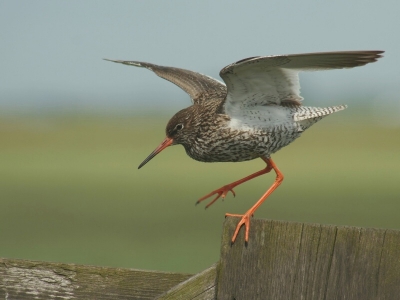 Vandaag nog even een twee uurtjes in de polder geweest. Lekker met de tureluurs wezen spelen. En ze waren vandaag erg fotogeniek. Dit is de eerste van een serie van drie. Hier probeert hij voorzichtig van het hek te komen.