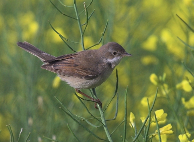 4 avonden wachten aan de rand van een koolzaad veld .en vanavond de eerste keer dat ik een aardig plaatje kon schieten.
Ga zeker nog weer terug want ook de blauwborst,roodborsttapuit en de bosrietzanger zijn in het veld aanwezig.