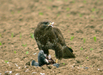 Buizerd die een houtduif geslagen heeft.
Swarovski ats80hd Coolpics 4500.