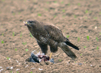 Buizerd die een houtduif geslagen heeft.
Swarovski ats80hd-nikon coolpics 4500