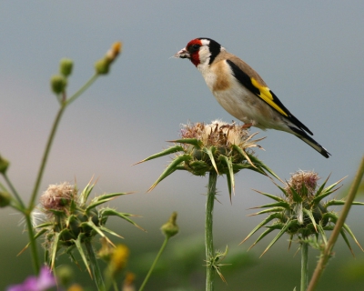 Zeker een algemene soort op Lesbos.  Maar een distelvink moet je op een distel fotograferen.  Was erg blij met het resultaat van de grote distels.  Misschien spijtig van die linkse distel die tot op ooghoogte komt.  Is dit verwijderbaar?  1/1000 f6.3 ISO200  400MM  Er stond die dag harde wind vandaar 1/1000