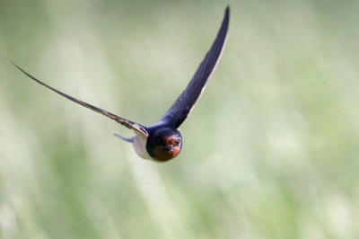 Men vloog prachtig laag over het gras vandaag. En rakelings langs me heen. Prima omstandigheden voor m'n 'close lenzing educated guess MF brute force' techniek op zoek naar die beeldvullende superactiefoto van zo'n klein beestje in vlucht. Niet gelukt, maar deze is best aardig, vooral omdat de vogel recht op de camera afvliegt. (Ik was even bang dat er eentje in de lenskap van de 300/2.8 zou duiken, maar ze kunnen zo goed vliegen dat dat wel nooit zal gebeuren :)