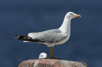 In de landen rond de Middelandse Zee, zie je weinig of geen Zilvermeeuwen. Hier worden de laatstgenoemde vervangen door de Geelpootmeeuwen.