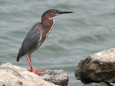 <i class='fa fa-user'></i> Seraf van der Putten | Groene Reiger  <i class='fa fa-eye'> 525</i>  <i class='fa fa-thumbs-up'> 1</i>   <i class='fa fa-comment-o'> 5</i>