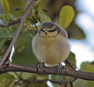 Een van de vle jonge Pimpels in het veld dit jaar .. midden in een bosje. Ik kreeg net n kans op een beetje vrije positie voordat Pa ze bij me wegjoeg!
Leuke tijd .. voorjaar! Hans

Canon 20D - Tamron 70-300