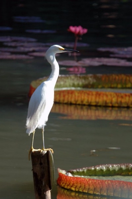 <i class='fa fa-user'></i> jquental | Amerikaanse Kleine Zilverreiger  <i class='fa fa-eye'> 270</i>   <i class='fa fa-comment-o'> 0</i>