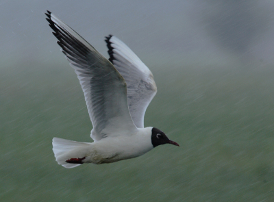 Koud weer en nu tref ik ook nog een bui.
Canon 1D Mark II N, EF 300mm f/2.8, 1.4x, f/8.0, Exp 1/3, 1/400 sec, ISO 400. Vanuit de auto uit de hand. Ja, de fotograaf zat droog.