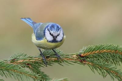 Canon EOS 20D, Canon EF 600mm f/4L IS USM