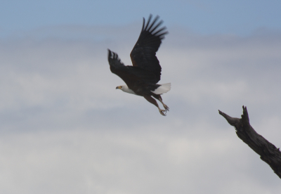 Eerste foto op birdpix. In Zimbabwe konden we wat dichterbij de vogels komen dan in Nederland. Helaas niet altijd even veel licht.