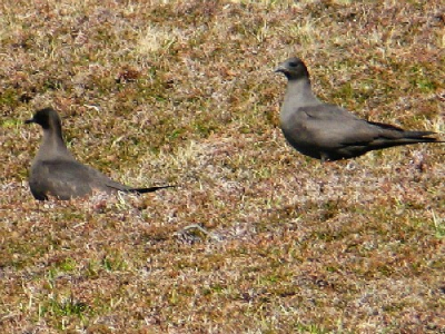 Paartje op Fair Isle net voor het broedseizoen