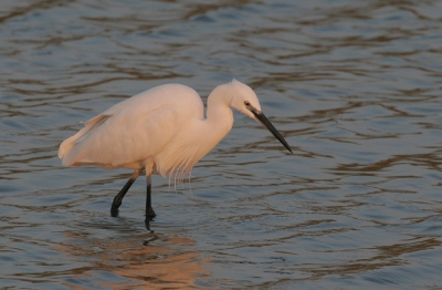 Canon Eos 20D en Canon 100-400mm.