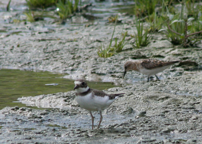 a Little Stint in the background