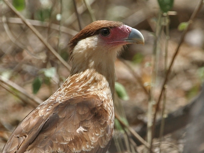 <i class='fa fa-user'></i> Seraf van der Putten | Noordelijke Kuifcaracara  <i class='fa fa-eye'> 363</i>  <i class='fa fa-thumbs-up'> 1</i>   <i class='fa fa-comment-o'> 4</i>