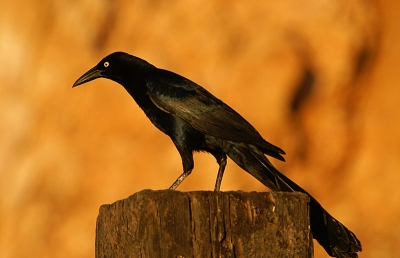 Een vogel waarbij je je steeds weer afvroeg wie er nu weer in de struik zat te roepen/zingen....zelfs presteerde 'hij' het een deuntje bij het caf mee te 'zingen'....