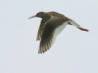 Vandaag weer de weidevogels geprobeerd vliegend te fotograferen. Oke kan hem beter niet na Arie zijn tureluurtjes uploaden, maar vond deze zelf toch ook wel fraai. Ook al kan ik natuurlijk met mijn materiaal niet tippen aan dat van Arie.