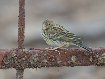 Anthus pratensis / Graspieper / Meadow Pipit