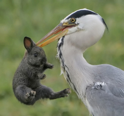 Bird picture: Ardea cinerea / Blauwe Reiger / Grey Heron