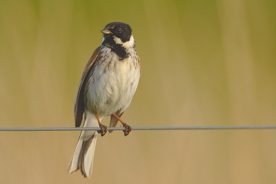 Zondag ochtend mijn nieuwe 500 uitgeprobeerd. Dit is mijn eerste resultaat.

Canon 20D - EF 500mm f/4.0 IS - Ext EF 1.4x II