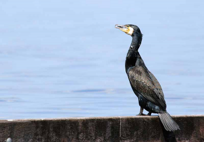 Deze aalscholver was bezig zijn vangst te verorberen en liet zich - dichterbij sluipend via de schaduwen van boompjes - goed benaderen. Hoewel het er 's zomers wemelt van de jongelui was het langs 'De Strook' nu rustig genoeg om m'n eerste birdpixfoto te schieten. Ik ben net begonnen met de (vogel)fotografie en besteed er bij voldoende licht vele vrije uren aan!

Canon 350d, Sigma 50-500 op 500mm, gecropt.