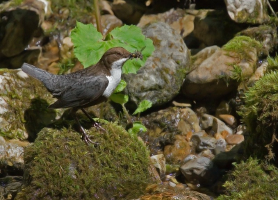 Deze vogel vloog geregeld aan, want het nest was vlakbij.
Vogel liet zich vrij makkelijk fotograferen, maar hield je toch steeds in de gaten.