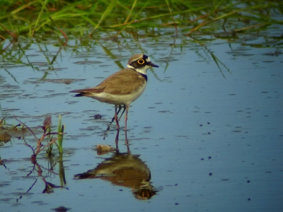 Blij ben ik niet met de aanleg van de HSL in Leiderdorp, maar het levert toch ook wat spannende stukjes natuur op. In de Munnikenpolder minstens drie paartjes kleine plevier.