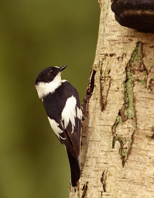 Ongepaard mannetje withalsvliegenvanger bij Ede.

Canon 5D, sigma 300-800, F9. 1/6 sec, 800mm, ISO 640, statief, draadontspanner en opgeklapte spiegel.